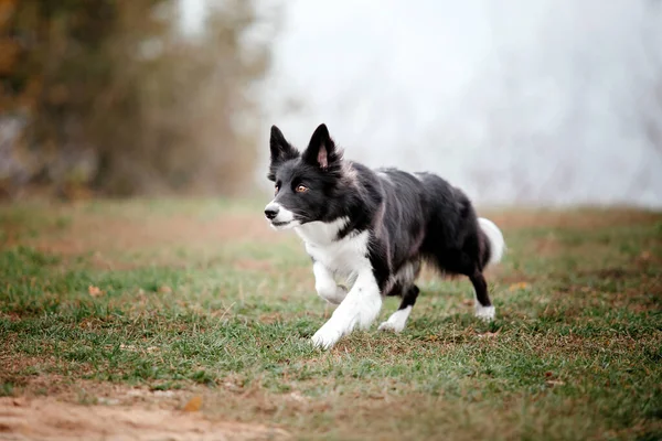 Симпатичная Собака Колли Размножается Осенним Туманным Утром Обучение Собак Быстрый — стоковое фото