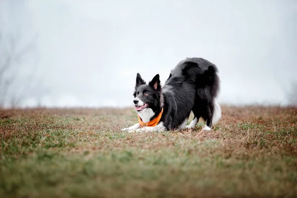 可爱的边境牧羊犬品种在一个多雾的秋晨 狗训练 外面的快狗 在公园里的宠物 — 图库照片