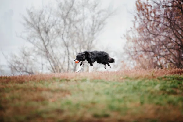 Cute Border Collie Dog Breed Foggy Осінній Ранок Тренування Собак — стокове фото