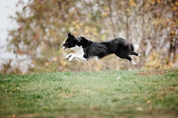 Leuke Border Collie Hondenras Een Mistige Herfstochtend Hondentraining Snelle Hond — Stockfoto