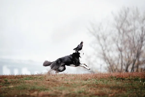 Söt Gränscollie Hund Ras Foggy Höstmorgon Hundträning Snabb Hund Utomhus — Stockfoto