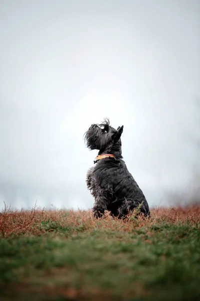 迷你施诺策犬在一个多雾的秋日清晨繁殖 外面的快狗 在公园里的宠物 — 图库照片