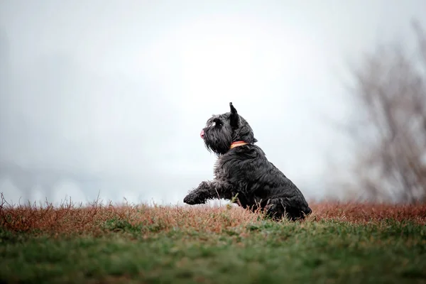 Raça Cão Schnauzer Miniatura Uma Manhã Outono Foggy Cão Correr — Fotografia de Stock