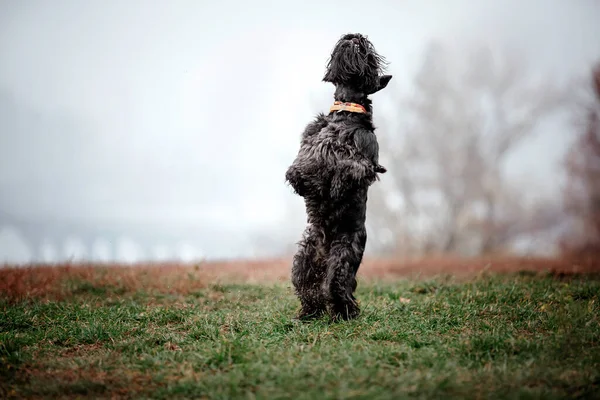 Miniatyr Schnauzer Hund Ras Foggy Höstmorgon Hundspringande Snabb Hund Utomhus — Stockfoto