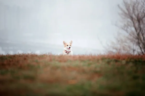 Walesiska Corgi Hund Ras Foggy Höstmorgon Hundspringande Snabb Hund Utomhus — Stockfoto