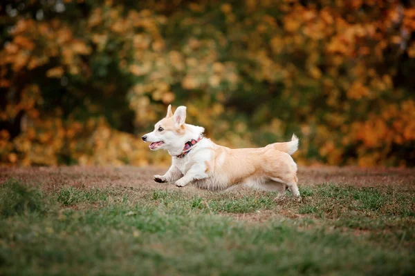 Ουαλός Corgi Φυλή Σκυλιών Ομιχλώδη Φθινόπωρο Πρωί Σκύλος Τρέχει Γρήγορο — Φωτογραφία Αρχείου