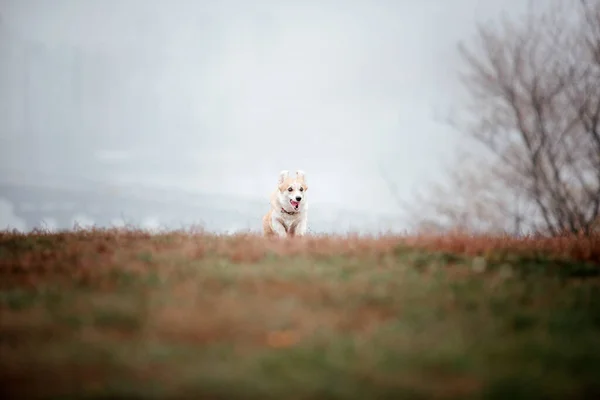 Galês Corgi Raça Cão Foggy Outono Manhã Cão Correr Cão — Fotografia de Stock