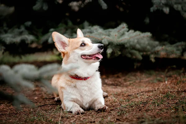 Вельш Коргі Розмножуються Осінній Осінній Ранок Собака Бігає Швидкий Собака — стокове фото