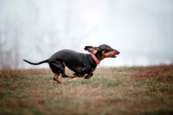 stock image Dachshund dog breed on a Foggy Autumn Morning. Dog running. Fast dog outdoor. Pet in the park.