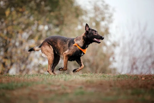 Belgische Herder Malinois Een Wandeling Val Herfst Gelukkige Hond Buiten — Stockfoto