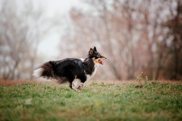 シープドッグ島だ シェルティー犬の品種が走っている 高速犬の屋外 公園でペットを飼っている 犬の写真 — ストック写真