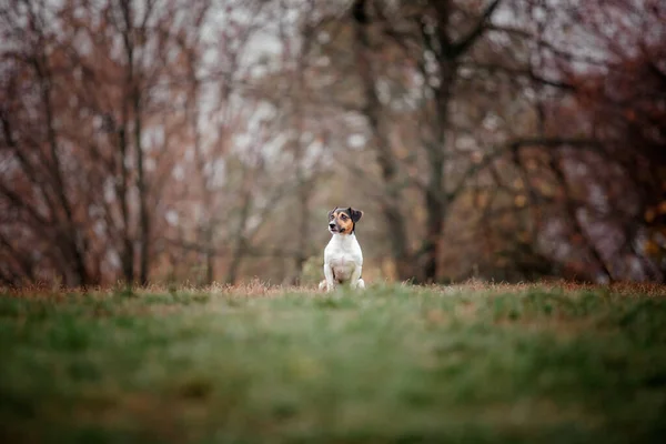 Jack Russell Terrier Hundras Foggy Höstmorgon Hundspringande Snabb Hund Utomhus — Stockfoto