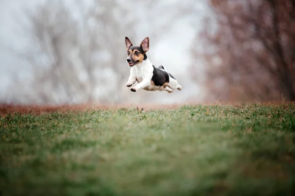 ジャック ラッセル テリア犬はフォギーの秋の朝に繁殖する 犬が走ってる 高速犬の屋外 公園内のペット — ストック写真