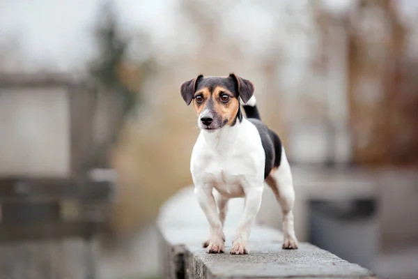 Anjing Jack Russell Terrier Berkembang Biak Pagi Musim Gugur Foggy — Stok Foto