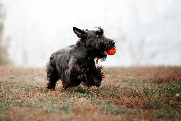 Den Skotska Terrierhunden Hösten Hundspringande Snabb Hund Utomhus Sällskapsdjur Parken — Stockfoto