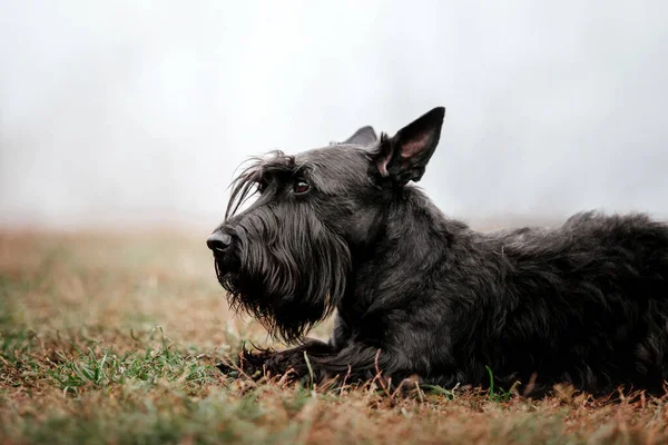 Sonbaharda Skoç Terrier Köpeği Köpek Koşusu Hızlı Açık Hava Köpeği — Stok fotoğraf