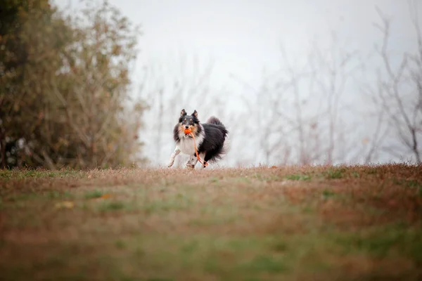 Owczarek Szetlandzki Pies Sheltie Ucieka Szybki Pies Świeżym Powietrzu Aktywny — Zdjęcie stockowe