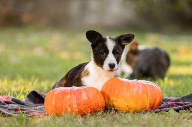 Tatlı Galli Corgi Cardigan köpek yavrusu. Sonbahar sezonu. Yürüyüşe çıkmış köpek. Mutlu köpek yavrusu. Köpek kulübesi.