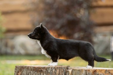 Tatlı Galli Corgi Cardigan köpek yavrusu. Sonbahar sezonu. Yürüyüşe çıkmış köpek. Mutlu köpek yavrusu. Köpek kulübesi.