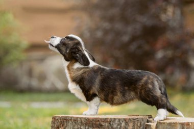 Tatlı Galli Corgi Cardigan köpek yavrusu. Sonbahar sezonu. Yürüyüşe çıkmış köpek. Mutlu köpek yavrusu. Köpek kulübesi.