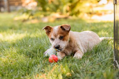 Avustralya sığır köpek yavrusu dışarıda. Red Heeler köpek cinsi. Yavrular arka bahçeye. Köpek kumu. Köpek kulübesi.