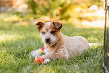 Avustralya sığır köpek yavrusu dışarıda. Red Heeler köpek cinsi. Yavrular arka bahçeye. Köpek kumu. Köpek kulübesi.