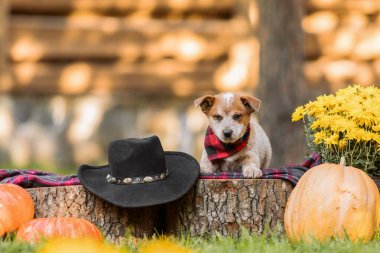 Avustralya sığır köpek yavrusu dışarıda. Red Heeler köpek cinsi. Yavrular arka bahçeye. Köpek kumu. Köpek kulübesi.