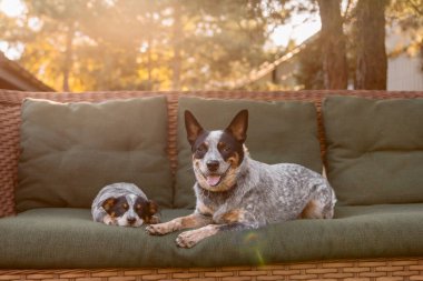 Avustralya sığır köpek yavrusu ve açık havada yetişkin bir köpek. Red Heeler ve Blue Heeler köpek cinsi. Yavrular arka bahçeye. Köpek kumu..