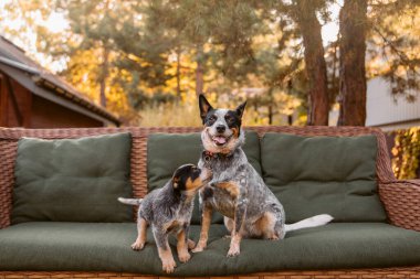 Avustralya sığır köpek yavrusu ve açık havada yetişkin bir köpek. Red Heeler ve Blue Heeler köpek cinsi. Yavrular arka bahçeye. Köpek kumu..