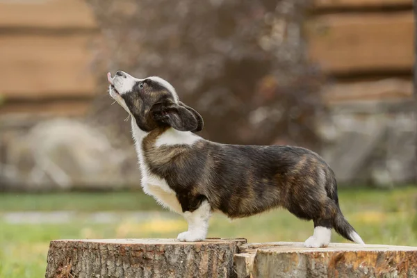 Cão Cachorro Bonito Galês Corgi Cardigan Livre Temporada Outono Cão — Fotografia de Stock