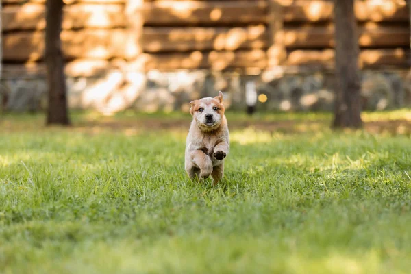 Australijski Szczeniak Świeżym Powietrzu Niebieski Czerwony Pies Obcasowy Rasy Szczeniaki — Zdjęcie stockowe