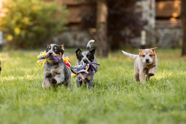 Cachorro Ganado Australiano Aire Libre Raza Perros Talón Azul Rojo — Foto de Stock
