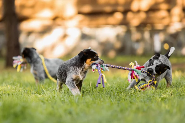 Cachorro Ganado Australiano Aire Libre Raza Perros Talón Azul Rojo —  Fotos de Stock