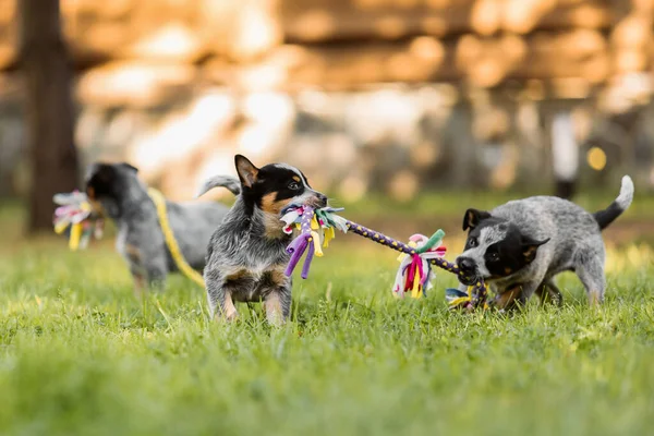 Cachorro Ganado Australiano Aire Libre Raza Perros Talón Azul Rojo —  Fotos de Stock