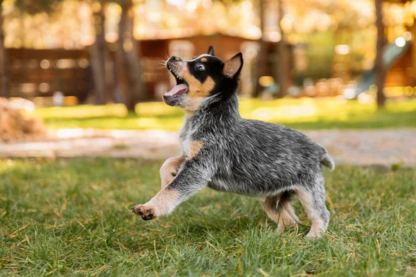 Cachorrinho Cão Gado Australiano Livre Raça Cão Salto Azul Cachorros — Fotografia de Stock