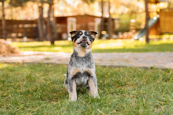 Cachorrinho Cão Gado Australiano Livre Raça Cão Salto Azul Cachorros — Fotografia de Stock