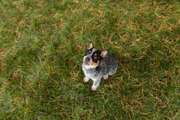 Австралійський Собака Худоба Вулиці Цуцик Блакитніша Порода Собак Цуценята Задньому — стокове фото