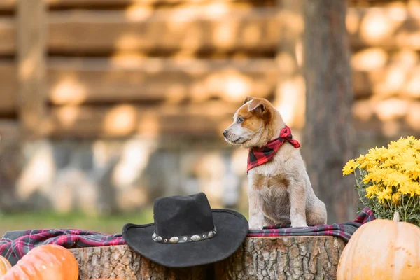 Australiska Nötkreatur Hund Valp Utomhus Rödhingelhund Valpar Bakgården Hundkull Hundkennel — Stockfoto