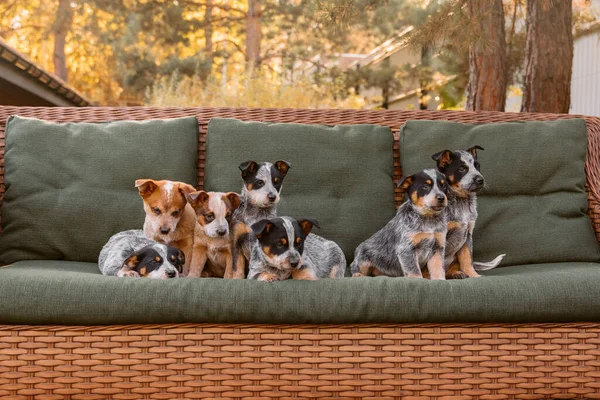 stock image Australian cattle dog puppy outdoor. Blue and red heeler dog breed. Puppies on the backyard. Dog litter. Dog kennel