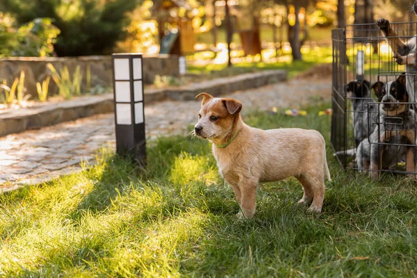 Australijski Szczeniak Świeżym Powietrzu Czerwony Pies Obcasach Szczeniaki Podwórku Śmieci — Zdjęcie stockowe