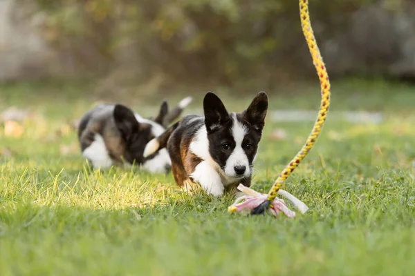 Lindo Perro Galés Corgi Cardigan Cachorro Aire Libre Temporada Otoño —  Fotos de Stock