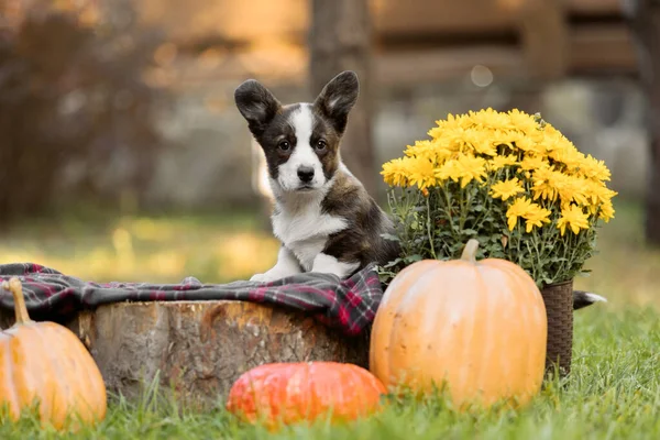 Roztomilý Welsh Corgi Cardigan Štěně Venku Podzimní Sezóna Pes Procházce — Stock fotografie