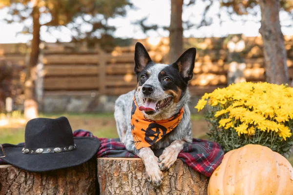 Young blue heeler dog in autumn. Australian cattle dog. Fall season. Dog with pumpkin. Harvest. Thanksgiving day.