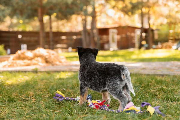Australian Cattle Dog Puppy Outdoor Blue Heeler Dog Breed Puppies Royalty Free Stock Images