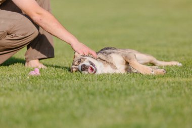 Sahibi ile yürüyüşe çıkmış melez bir köpek. Çimlerin üzerinde bir köpek. Şirin köpek oyunu. Evcil hayvan evlat edinme. Kurtarma köpeği.