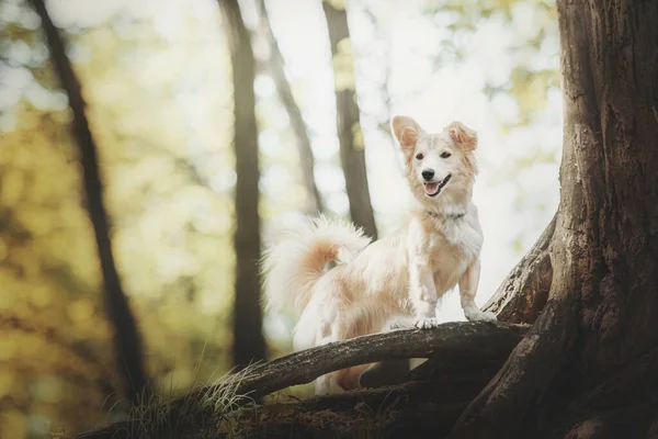 Ein Mischlingshund Bei Einem Spaziergang Hund Wald Niedlicher Roter Hund — Stockfoto