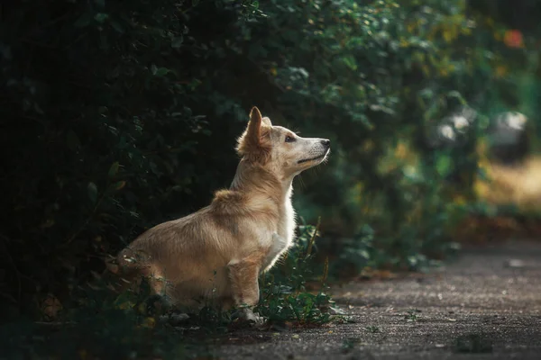 Ein Mischlingshund Bei Einem Spaziergang Hund Wald Niedlicher Roter Hund — Stockfoto