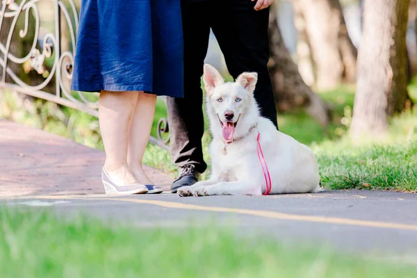 Cão Misto Numa Caminhada Cão Bonito Brincar Que Animal Engraçado — Fotografia de Stock