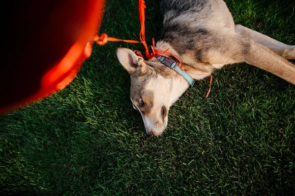 Yürüyüşe Çıkmış Melez Bir Köpek Köpek Çimlerin Üzerinde Koşuyor Şirin — Stok fotoğraf
