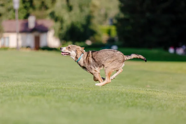 Ein Mischlingshund Bei Einem Spaziergang Hund Läuft Auf Dem Gras — Stockfoto